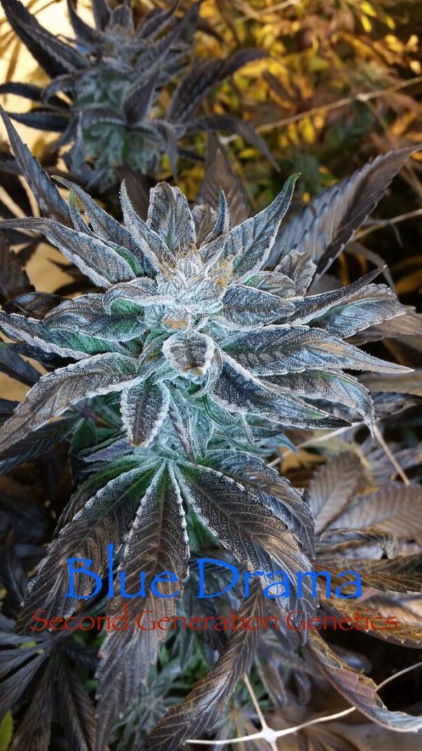 Blue Drama (Sour Bubble x DJ Short F4 Blueberry) 14 Regular Seeds