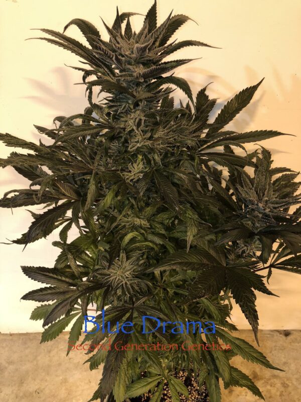 Blue Drama (Sour Bubble x DJ Short F4 Blueberry) 14 Regular Seeds