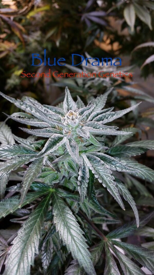 Blue Drama (Sour Bubble x DJ Short F4 Blueberry) 14 Regular Seeds