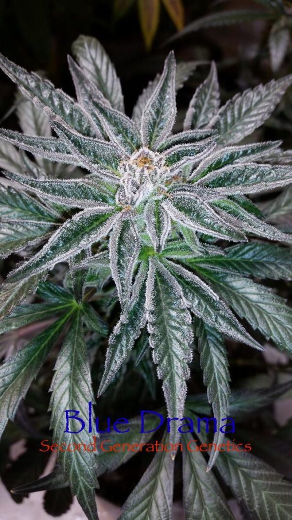 Blue Drama (Sour Bubble x DJ Short F4 Blueberry) 14 Regular Seeds