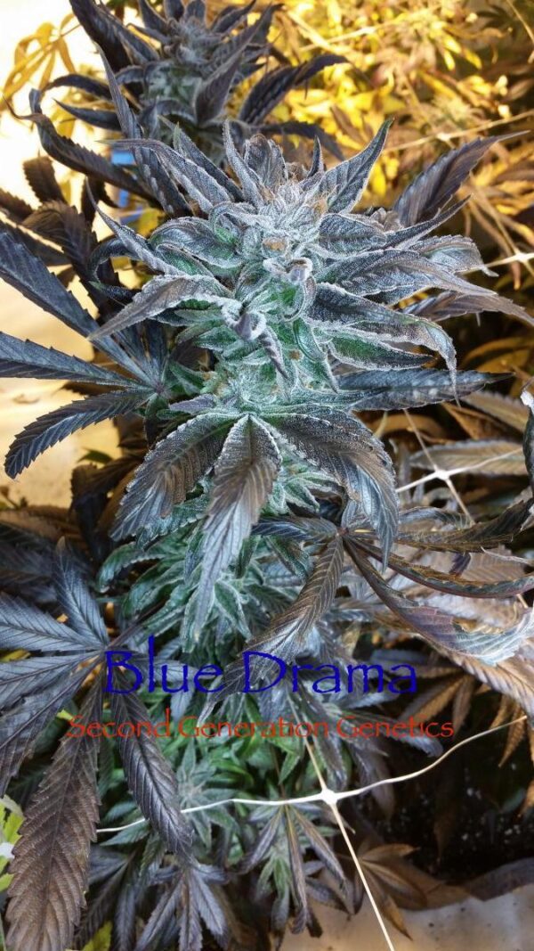 Blue Drama (Sour Bubble x DJ Short F4 Blueberry) 14 Regular Seeds