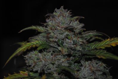 JEM F9 Auto 10 Regular Autoflowering Seeds