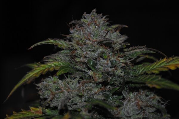 JEM F9 Auto 10 Regular Autoflowering Seeds