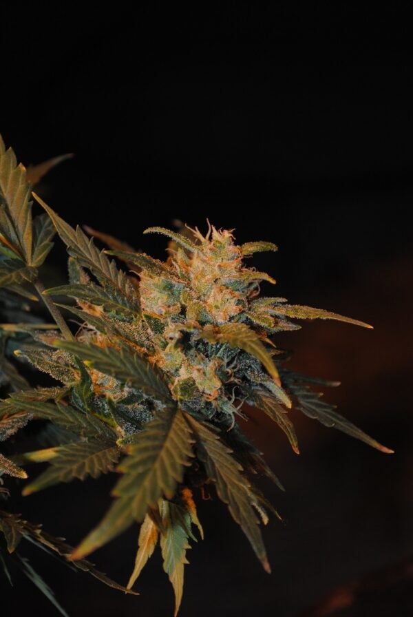 JEM F9 Auto 10 Regular Autoflowering Seeds
