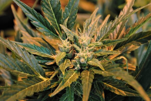 JEM F9 Auto 10 Regular Autoflowering Seeds