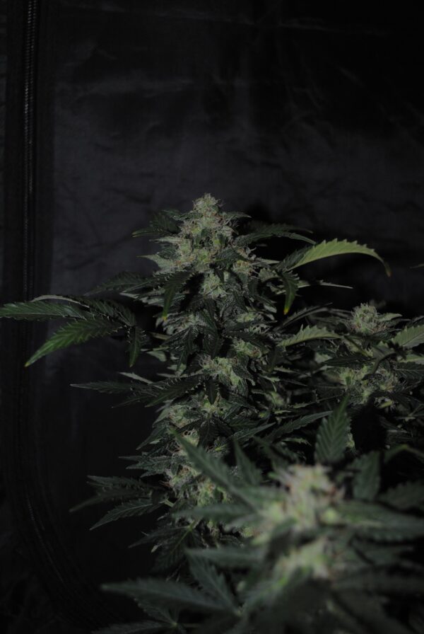 JEM F9 Auto 10 Regular Autoflowering Seeds