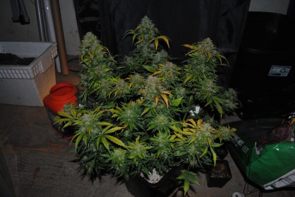 JEM F9 Auto 10 Regular Autoflowering Seeds