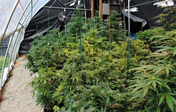 JEM F9 Auto 10 Regular Autoflowering Seeds