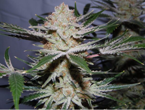 Iraqi Platinum (Platinum 20 Stray Cut x Sleeping Iraqi) 10 Regular Seeds