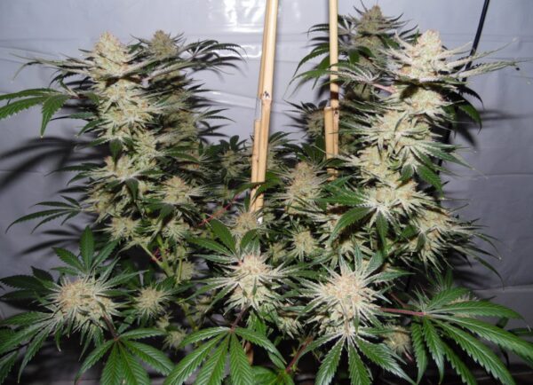 Iraqi Platinum (Platinum 20 Stray Cut x Sleeping Iraqi) 10 Regular Seeds