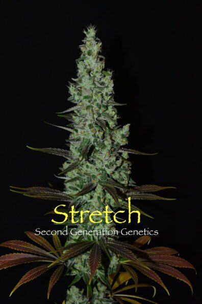 Stretch (Bandaid Haze x DJ Short F4 Blueberry) 14 Regular Seeds