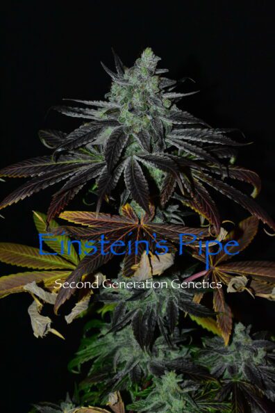 Einstein’s Pipe (Goji Raz F2 x DJ Short F4 Blueberry) 14 Regular Seeds