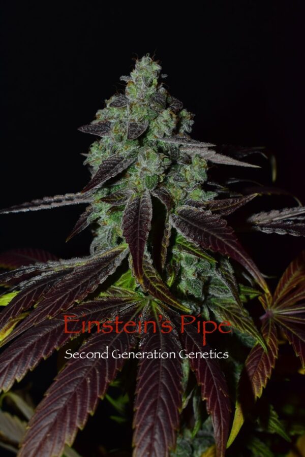 Einstein’s Pipe (Goji Raz F2 x DJ Short F4 Blueberry) 14 Regular Seeds