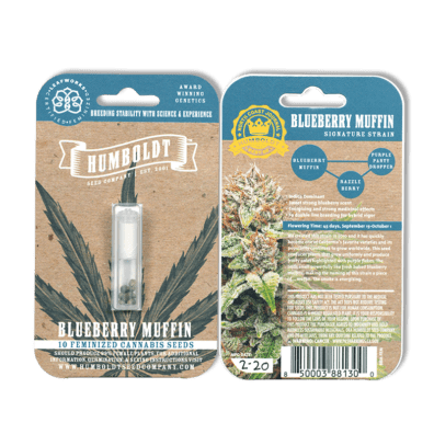 Blueberry Muffin F8 (Purple Panty Dropper x Razzle Berry) 10 Feminized Seeds