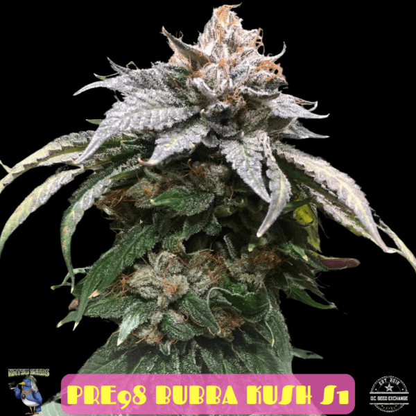 Pre-98 Bubba Kush S1 6 Feminized Seeds