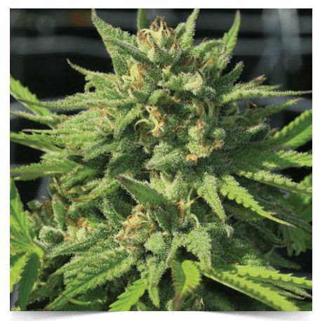 Bigfoot Glue F4 (Humboldt Headband x GG#4) 10 Feminized Seeds