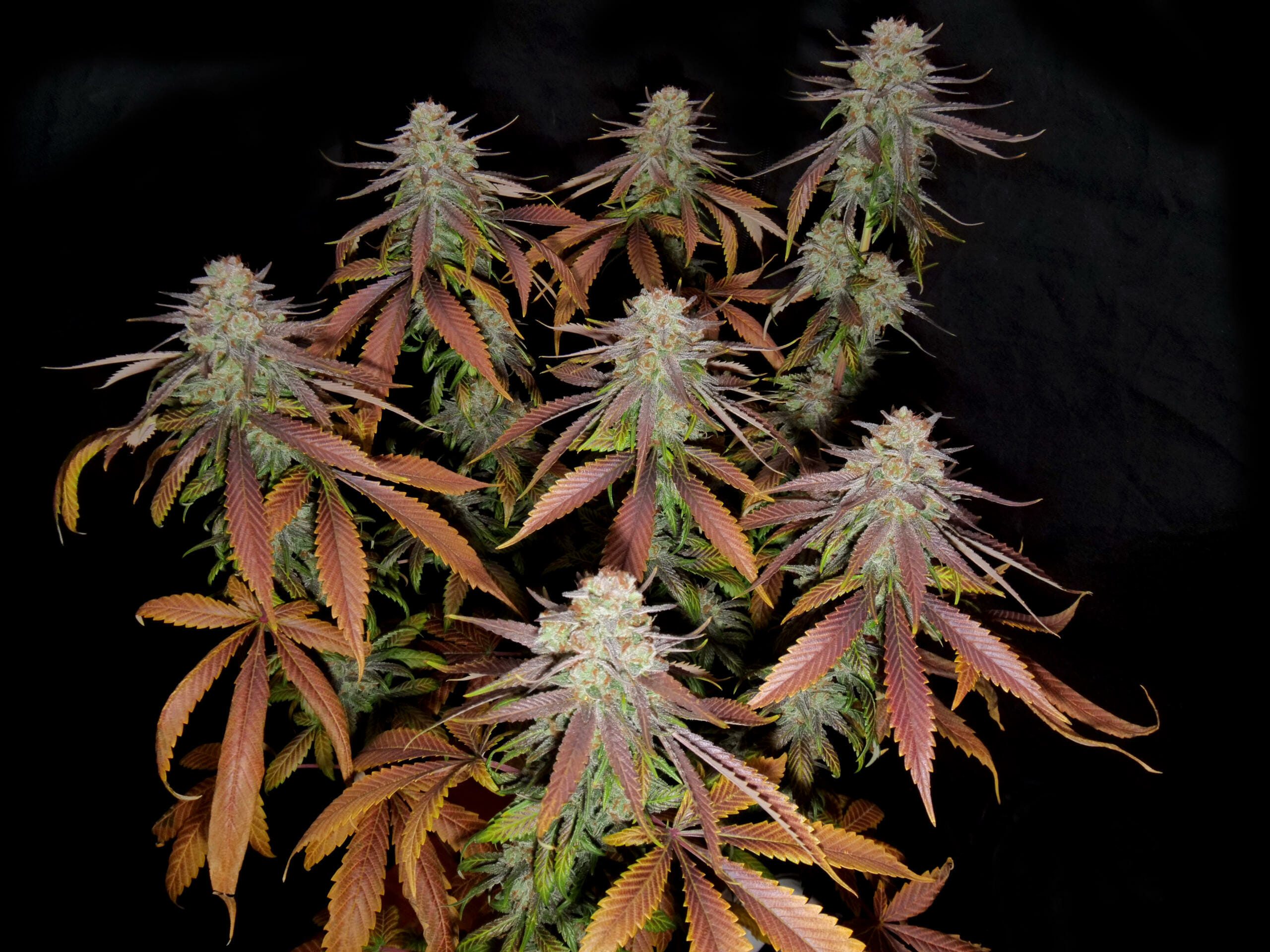 Five Star F1 (Thai x Afghanistan x Pakistan) 7 Feminized Seeds