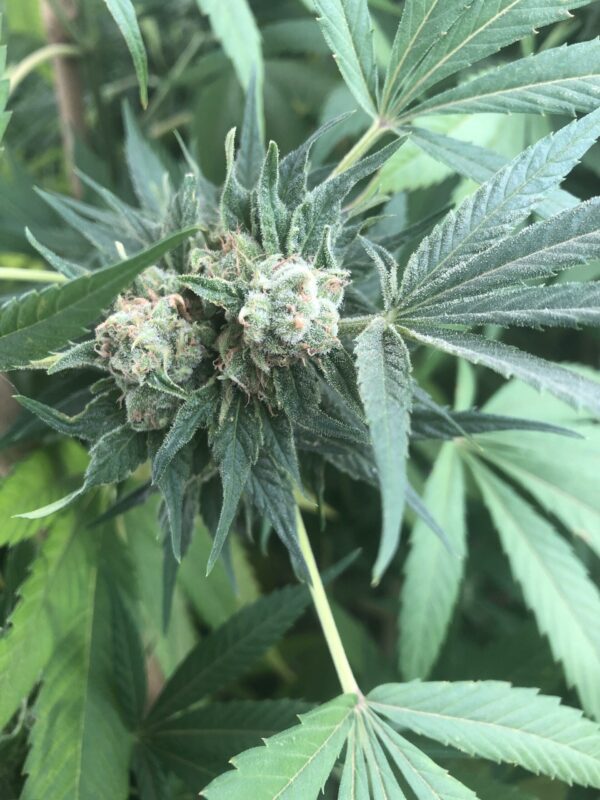 The Wife x Cherry Wine 10 Regular Hemp Seeds - Image 2