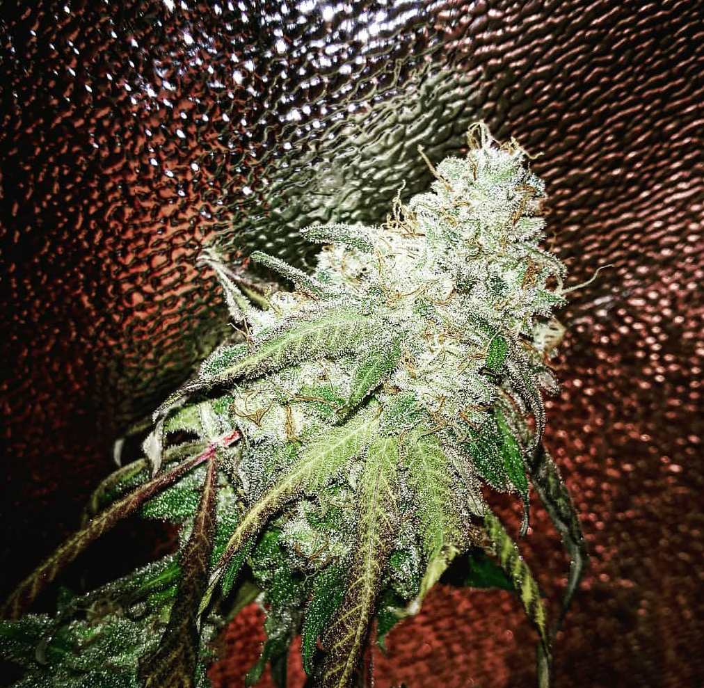 ApriComa Bx1 Mango Edition (Apricot Delight x ApriComa F2) 12 Regular Seeds - Image 2