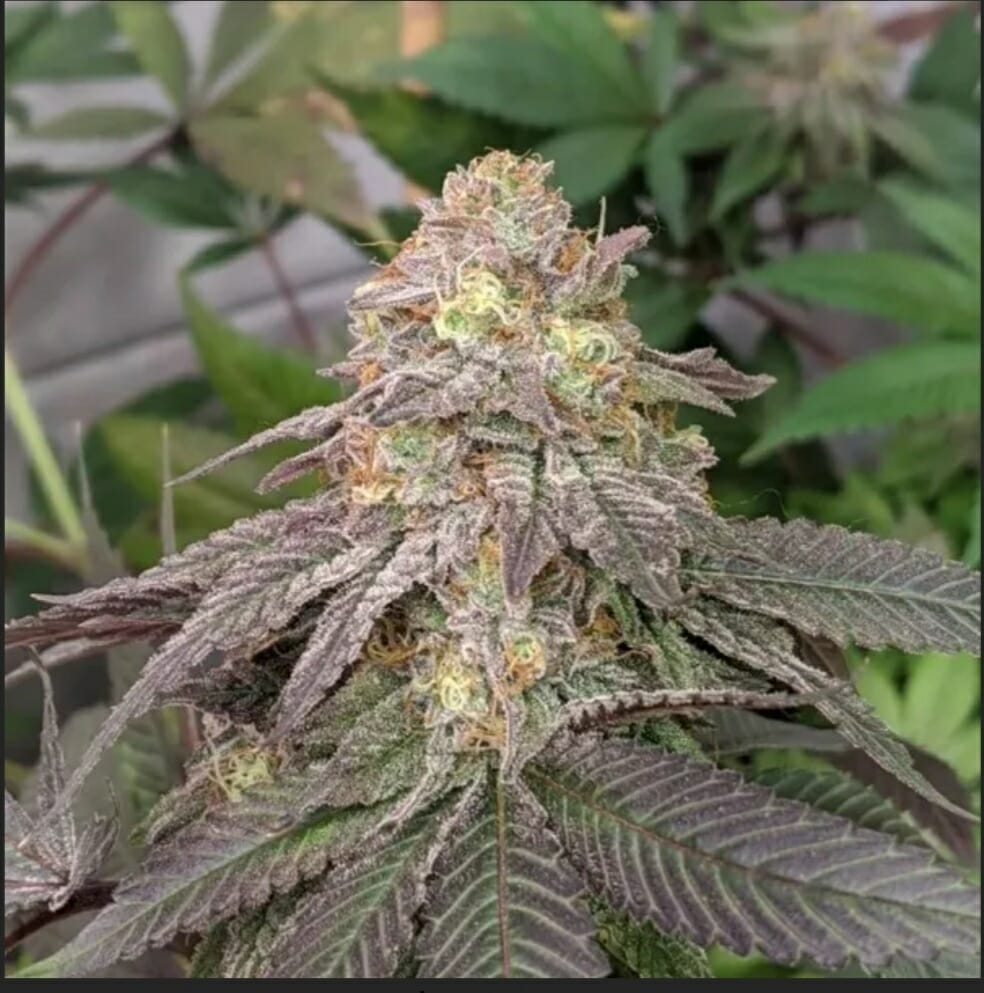 SR-71 Purple Kush BX F3 6 Feminized Seeds - Image 2