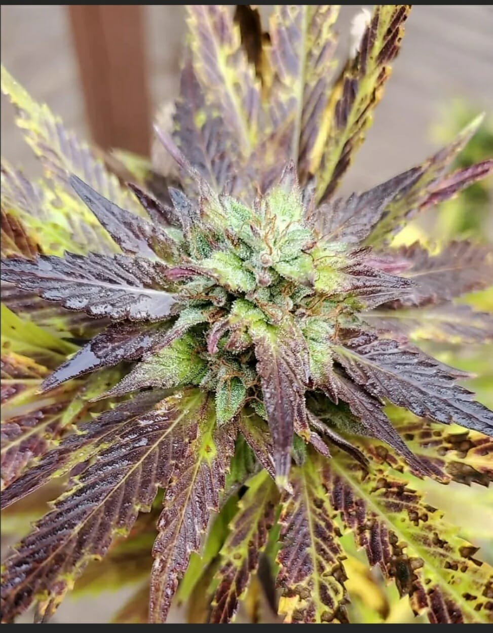 SR-71 Purple Kush BX F3 6 Feminized Seeds