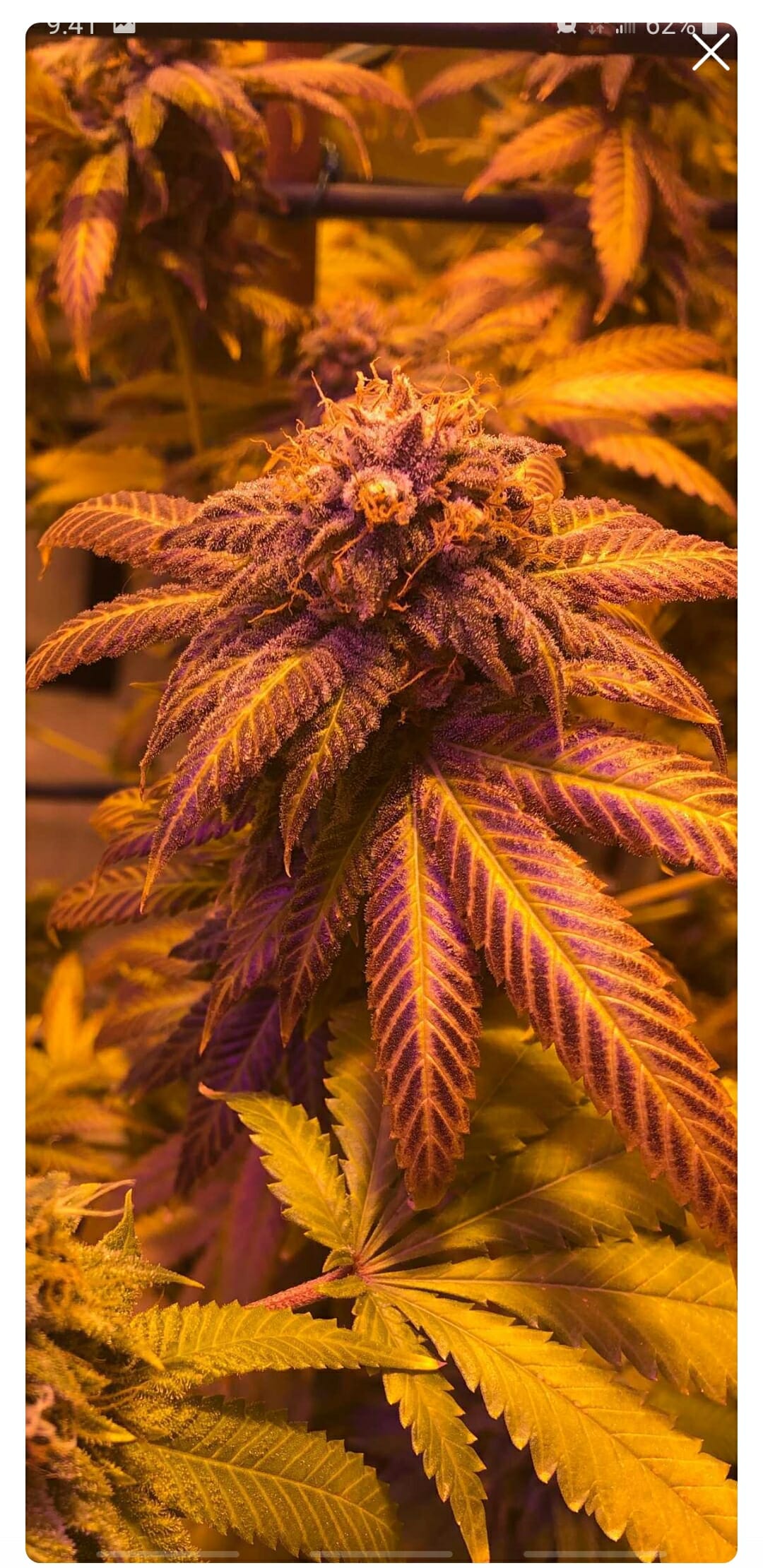 SR-71 Purple Kush BX F3 6 Feminized Seeds - Image 3