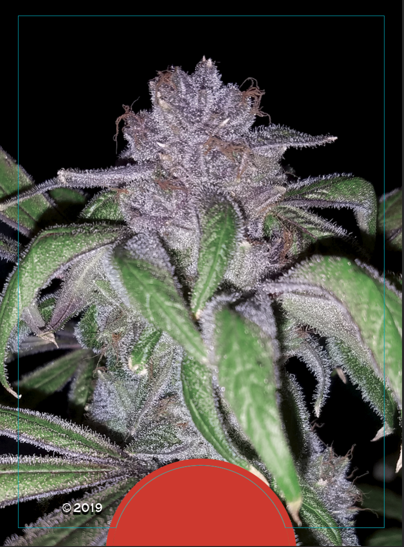DJ Short's Breeders’ Choice Mix # 4 16 Regular Seeds - Image 6