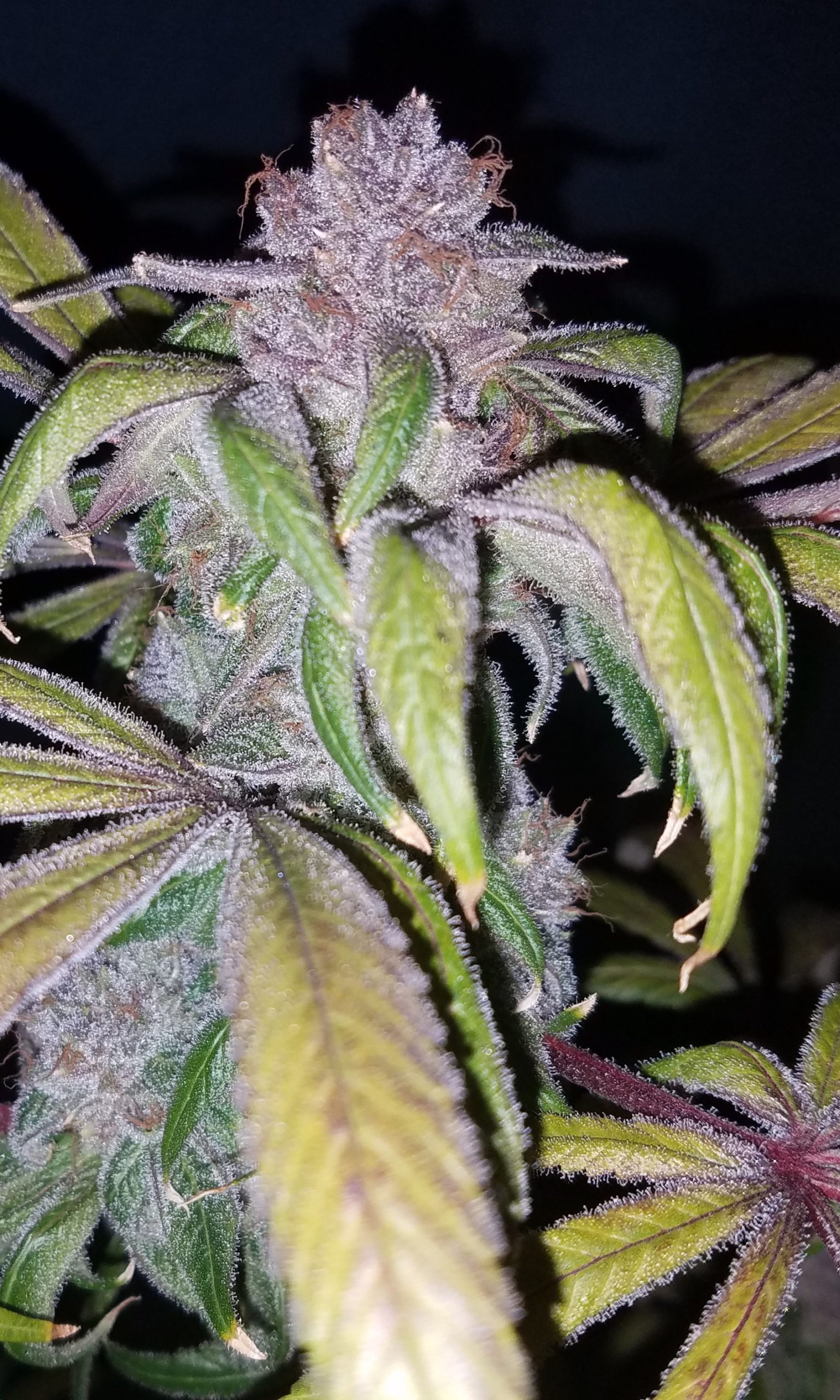 DJ Short's Breeders’ Choice Mix # 4 16 Regular Seeds - Image 7