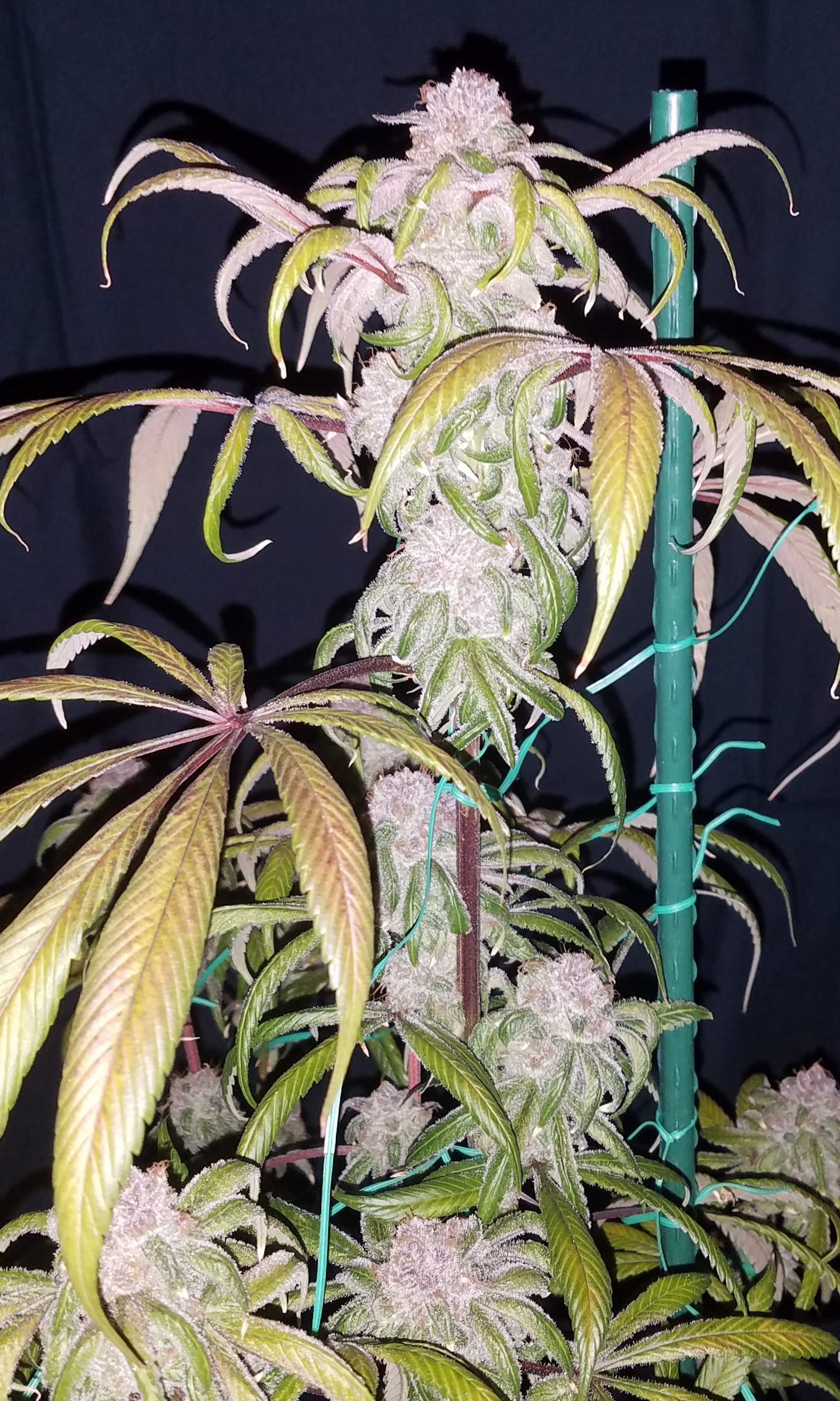 DJ Short's Breeders’ Choice Mix # 4 16 Regular Seeds - Image 8