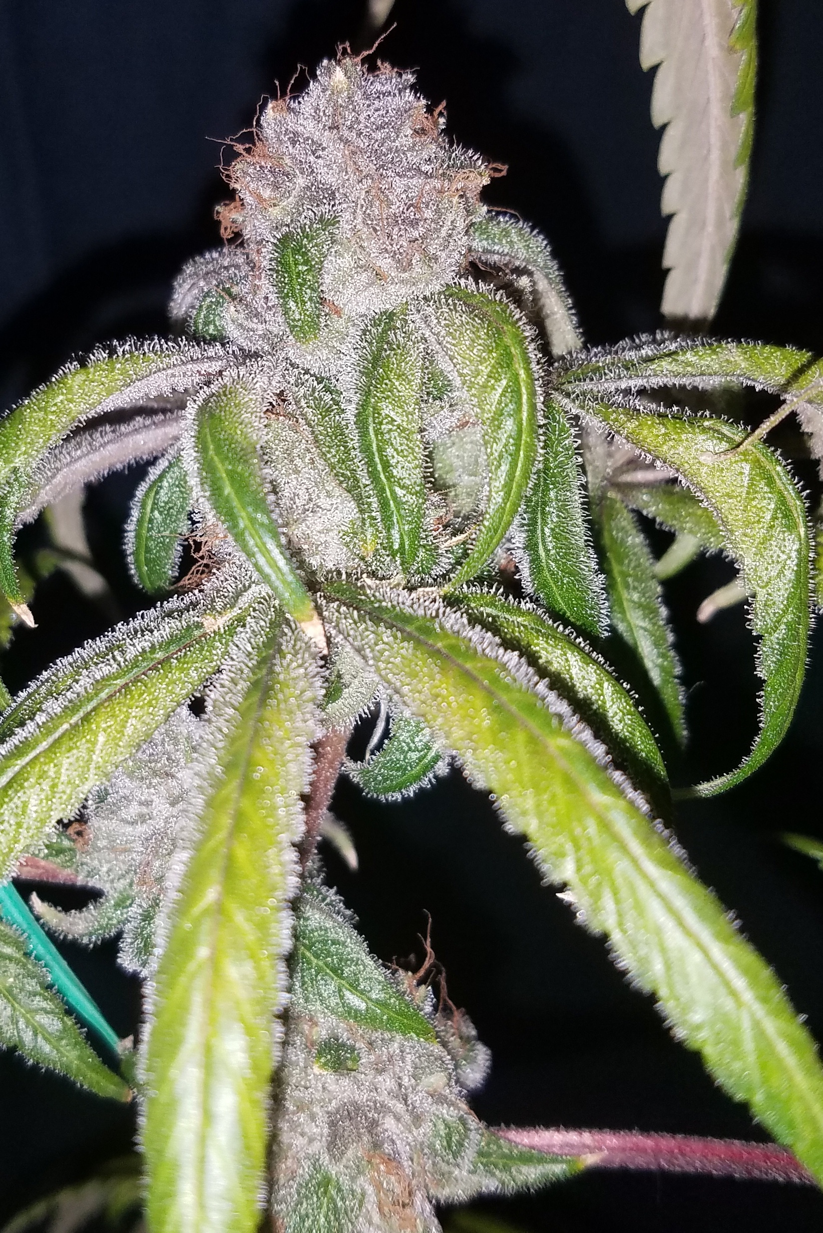 DJ Short's Breeders’ Choice Mix # 4 16 Regular Seeds - Image 9