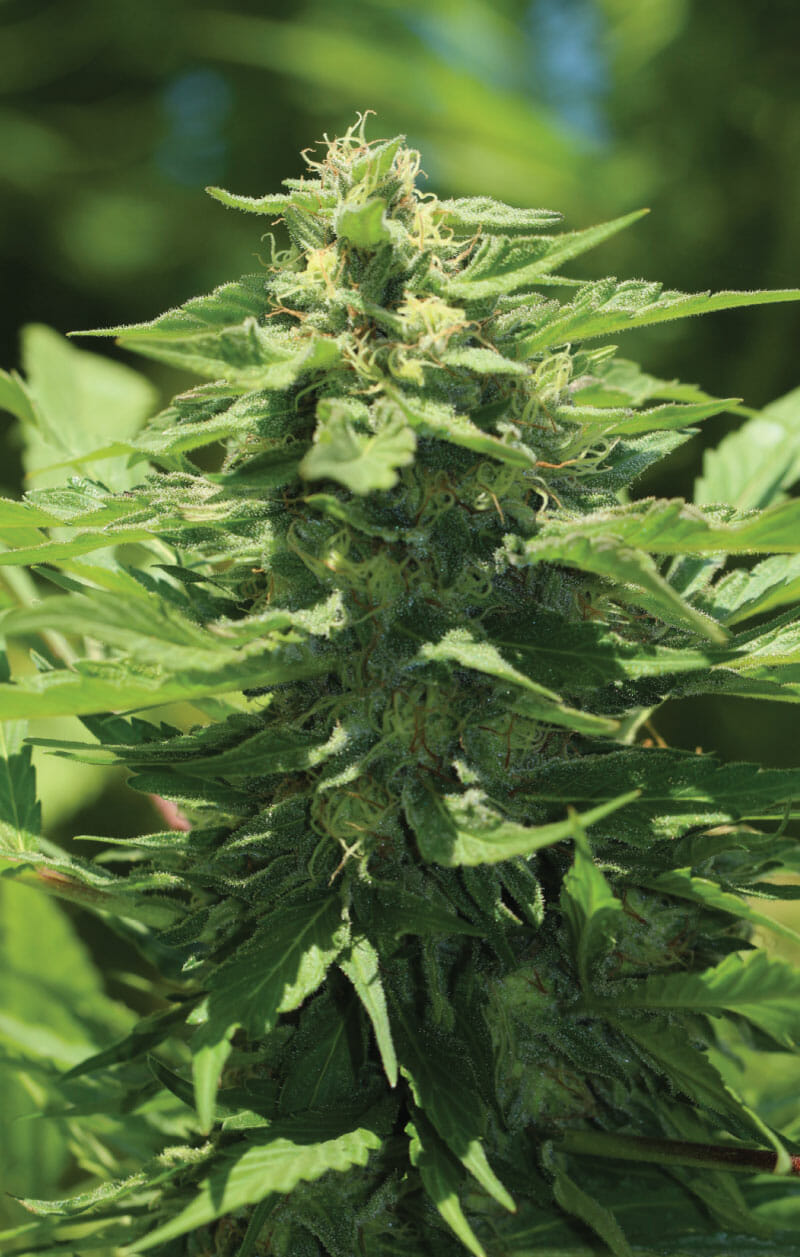 Trainwreck F5 10 Feminized Seeds - Image 2