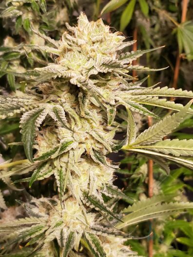 Copper Orgi F2 (Orgi x Copper Chem) 10 Regular Seeds