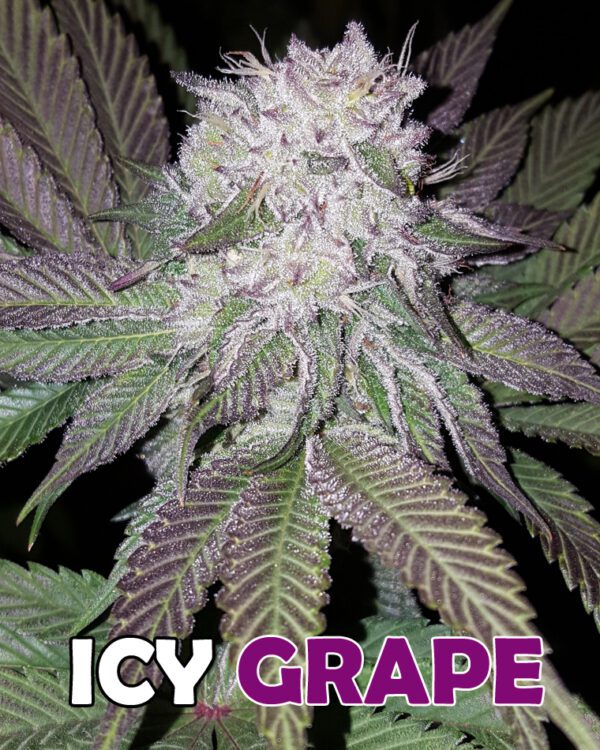 Icy Grape F2 (Purple Zkittlez x 1996 Black Domina) 10 Regular Seeds