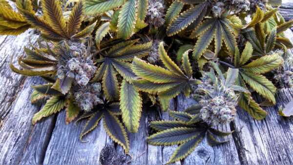 Icy Grape F2 (Purple Zkittlez x 1996 Black Domina) 10 Regular Seeds - Image 2