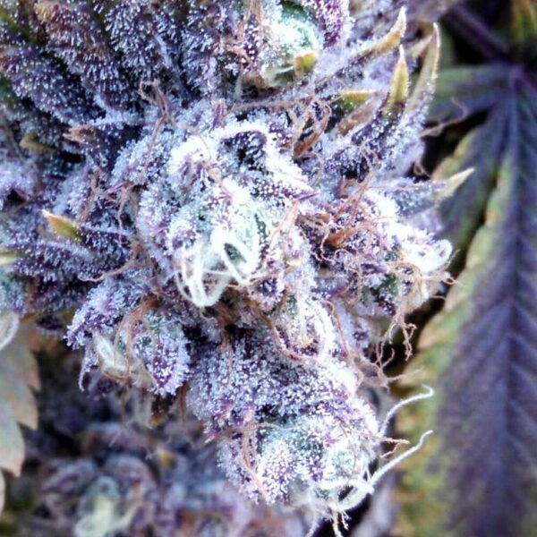 Icy Grape F2 (Purple Zkittlez x 1996 Black Domina) 10 Regular Seeds - Image 3