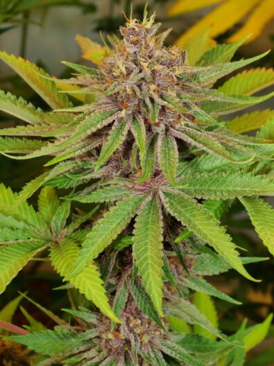 Grape Pupil v2 (Star Pupil x Putang) 7 Feminized Seeds