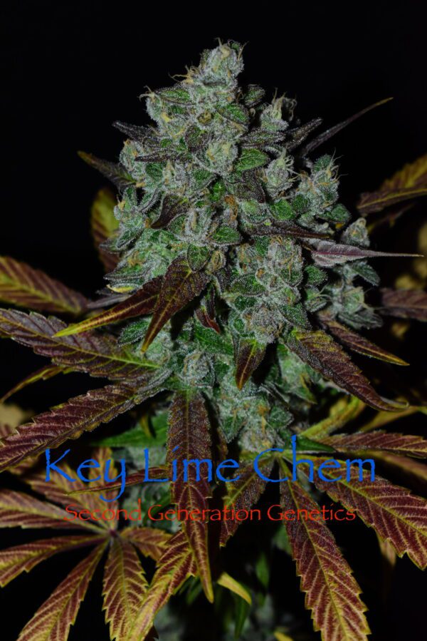 Key Lime Chem (Dragon Soul x F4 Blueberry) 13 Regular Seeds - Image 2