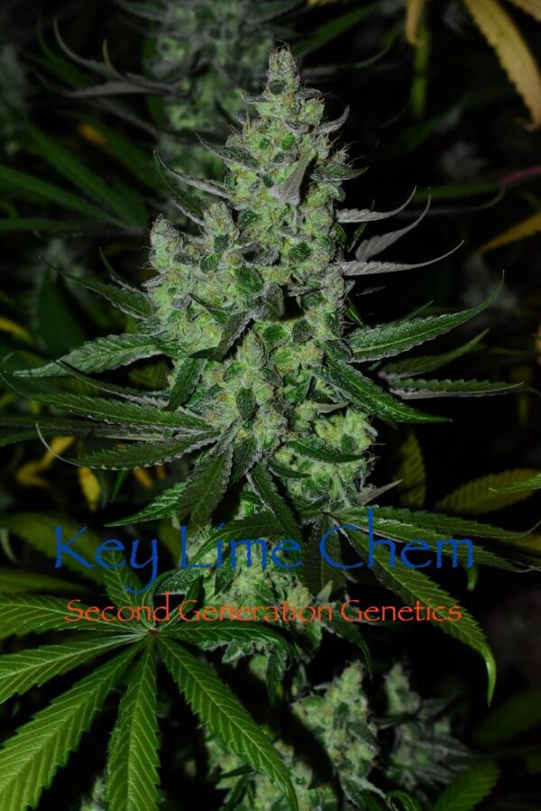 Key Lime Chem (Dragon Soul x F4 Blueberry) 13 Regular Seeds - Image 11