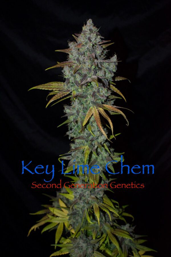 Key Lime Chem (Dragon Soul x F4 Blueberry) 13 Regular Seeds - Image 3