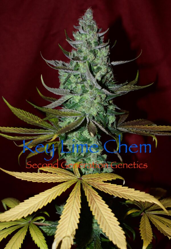 Key Lime Chem (Dragon Soul x F4 Blueberry) 13 Regular Seeds