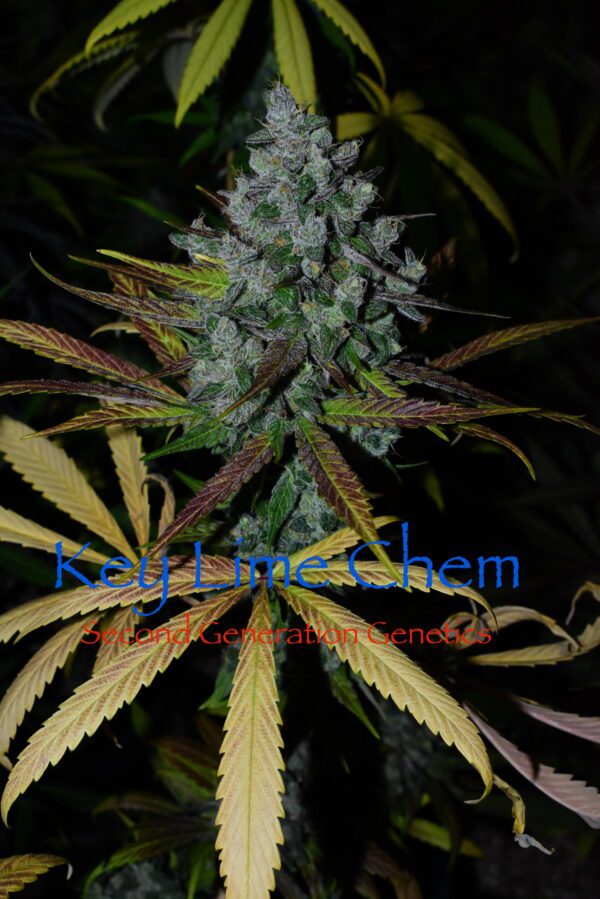 Key Lime Chem (Dragon Soul x F4 Blueberry) 13 Regular Seeds - Image 4