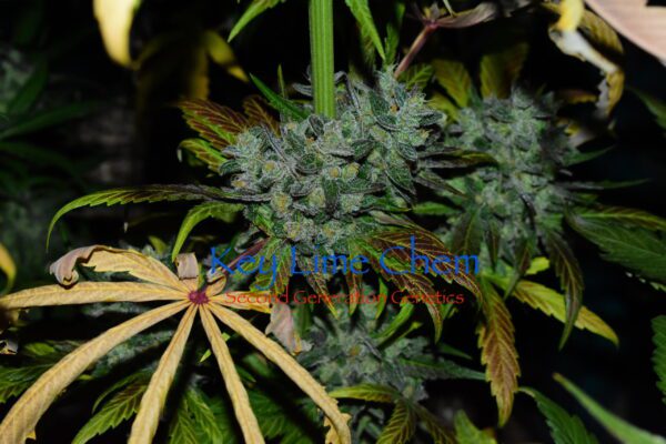 Key Lime Chem (Dragon Soul x F4 Blueberry) 13 Regular Seeds - Image 5