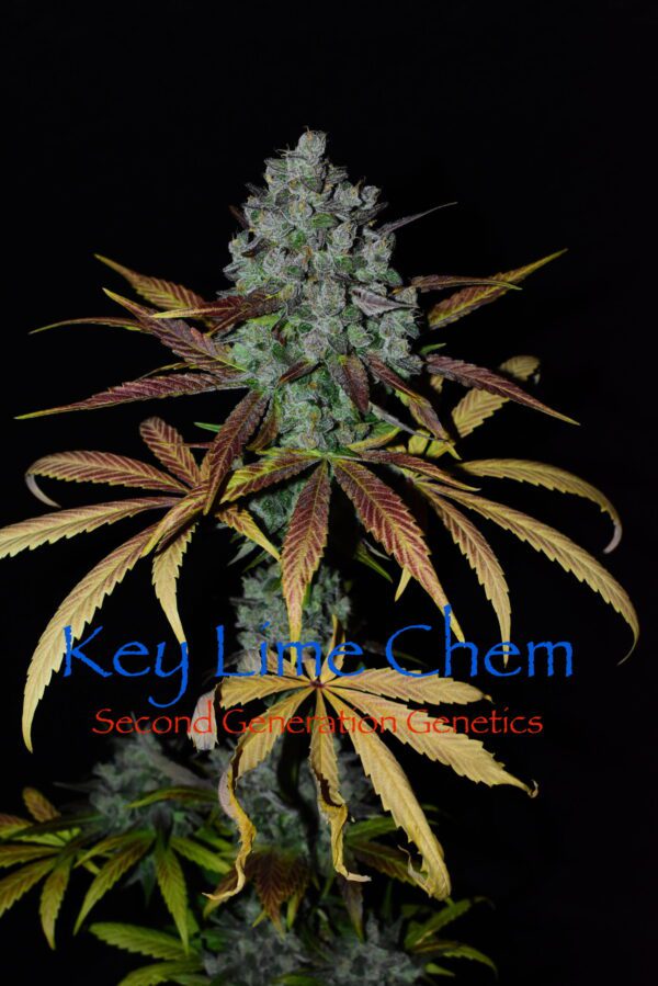 Key Lime Chem (Dragon Soul x F4 Blueberry) 13 Regular Seeds - Image 6