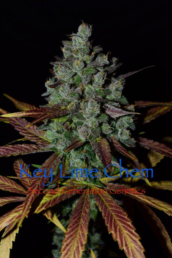 Key Lime Chem (Dragon Soul x F4 Blueberry) 13 Regular Seeds - Image 7