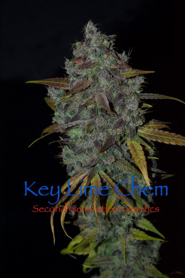 Key Lime Chem (Dragon Soul x F4 Blueberry) 13 Regular Seeds - Image 8