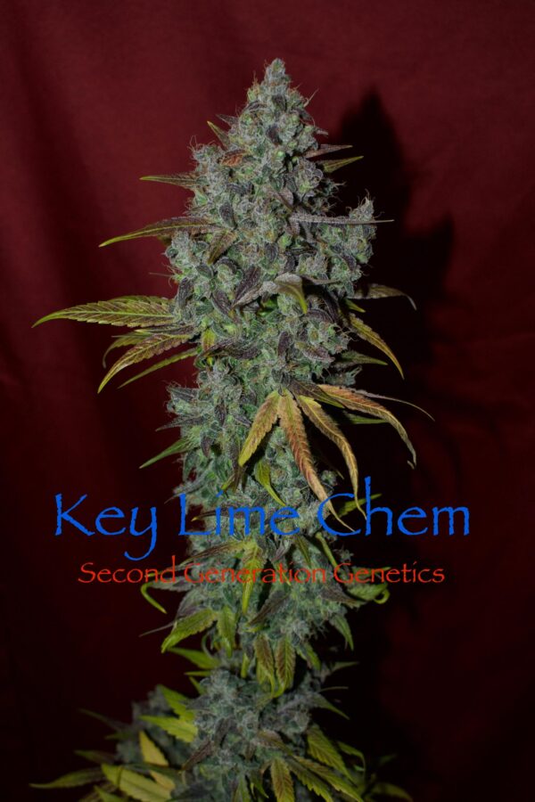 Key Lime Chem (Dragon Soul x F4 Blueberry) 13 Regular Seeds - Image 9