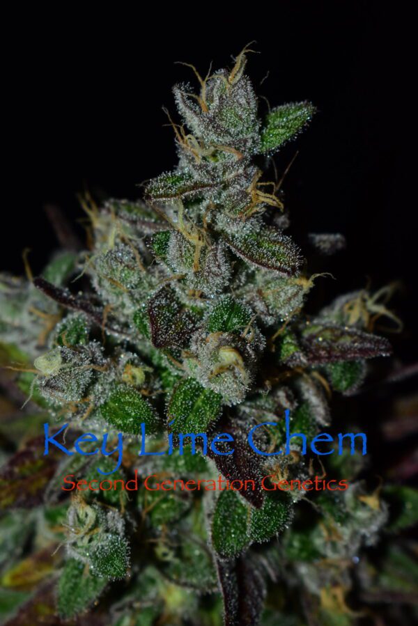 Key Lime Chem (Dragon Soul x F4 Blueberry) 13 Regular Seeds - Image 10