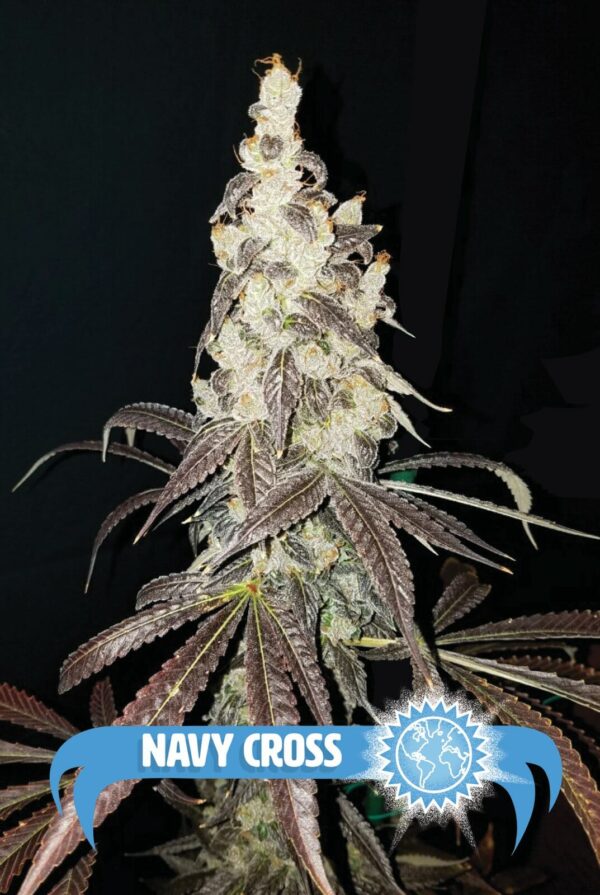 Blue Star Seed Co Navy Cross F1 (East Coast Sour Diesel x Blueberry F4) 13 Regular Seeds - Image 2