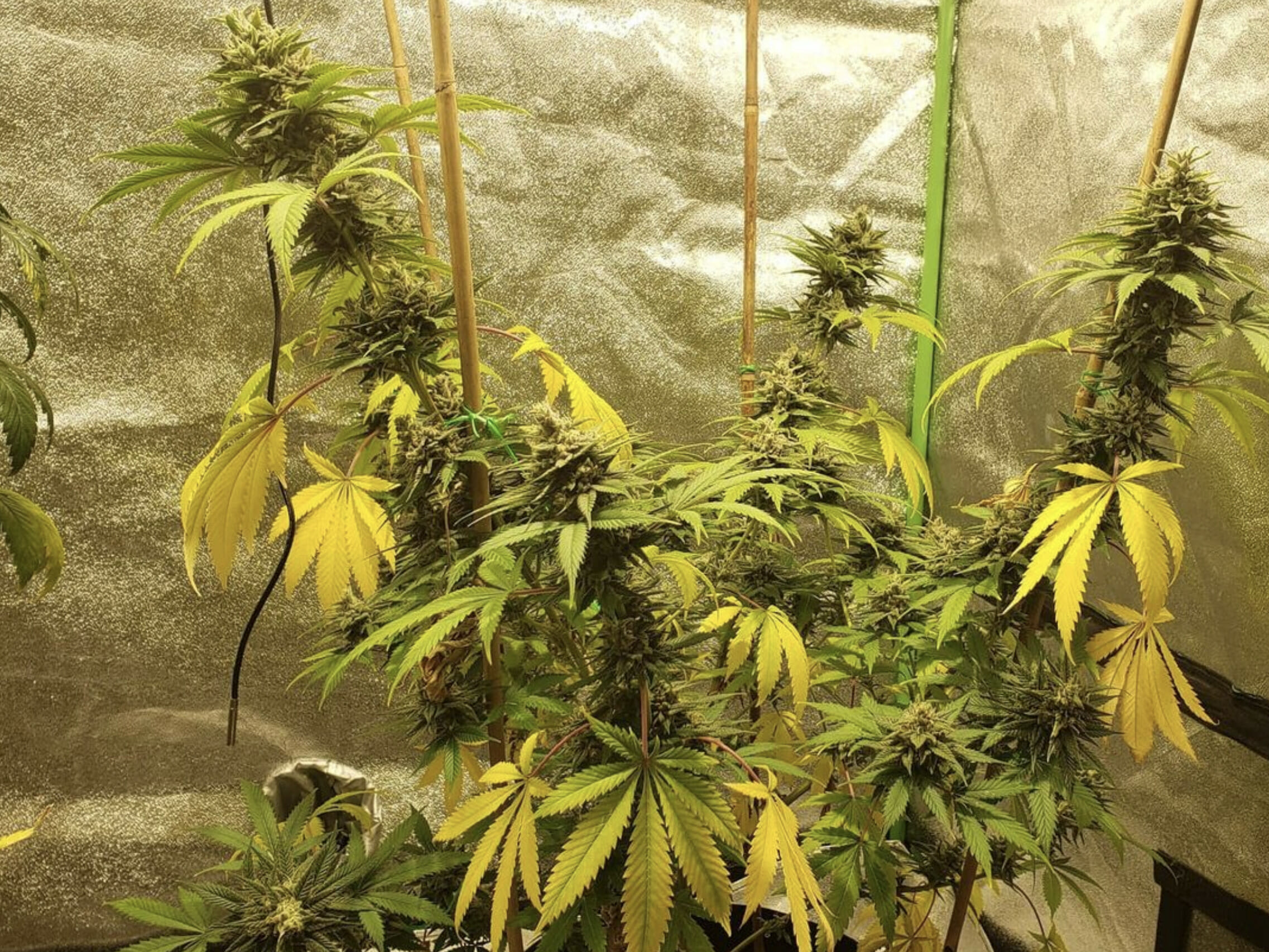 Citrus MILF F1 (Mothers Milk x Plemon) 7 Feminized Seeds - Image 3