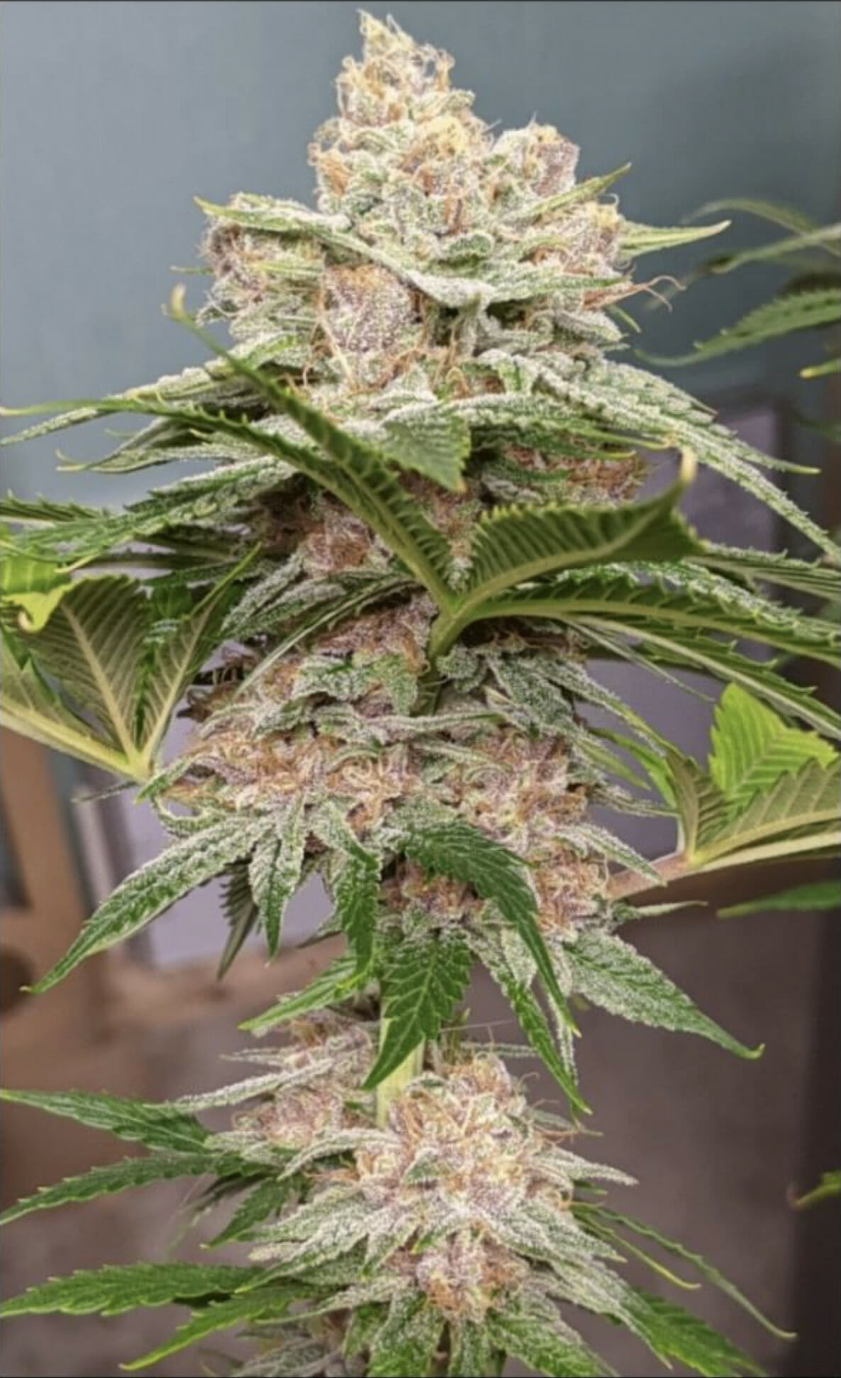 Citrus MILF F1 (Mothers Milk x Plemon) 7 Feminized Seeds - Image 2